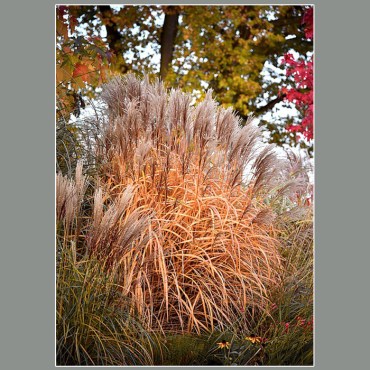 молеп осень